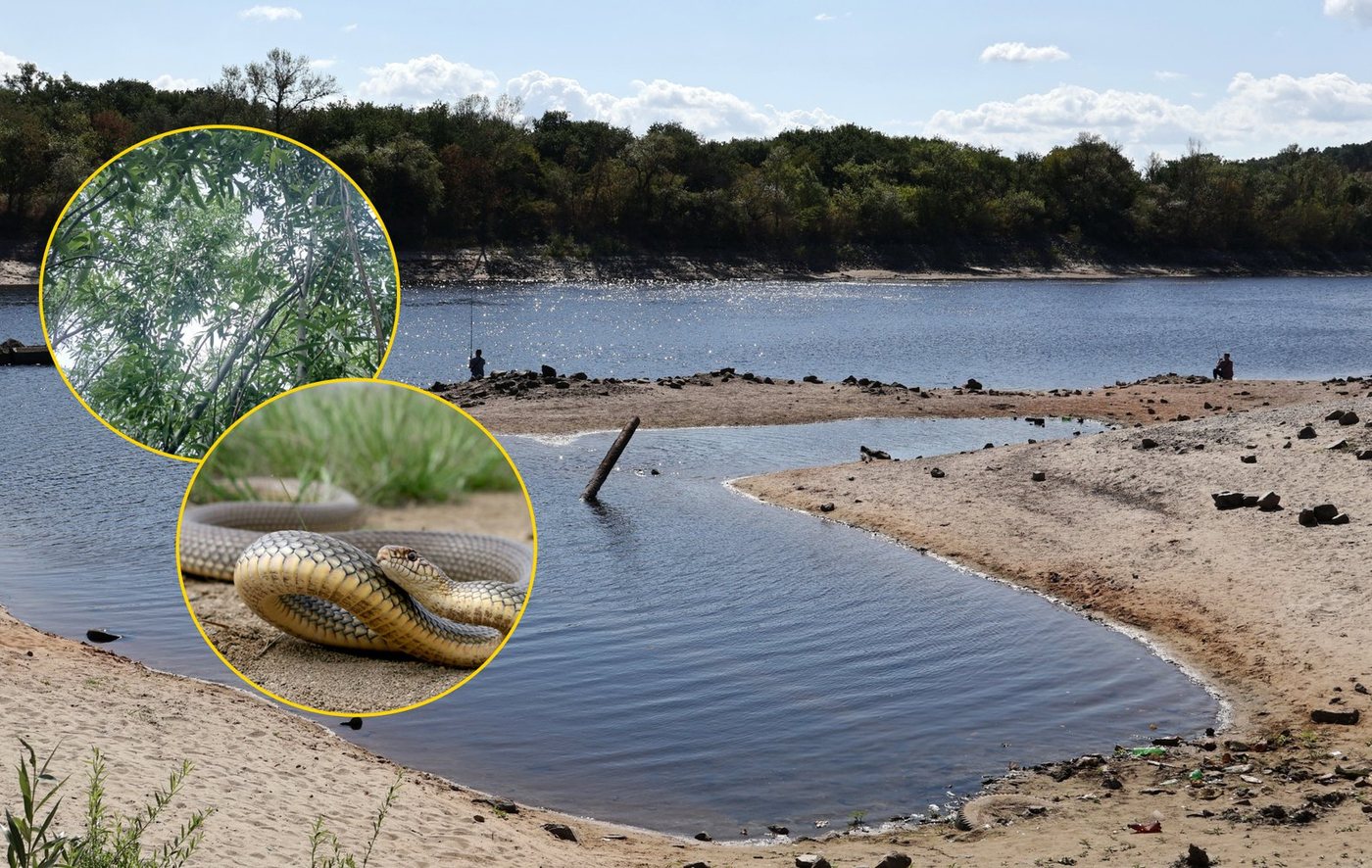 На дні Каховського водосховища замість пустелі виріс густий ліс